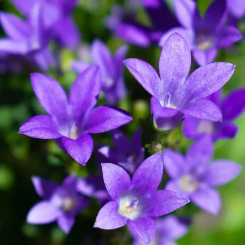 Jardin au naturel:Campanule Campanula portenschlagiana botanic® bleue. Le godet