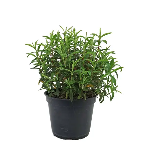 Jardin quotidien:Ciste purpureus rouge. Le pot de 5 litres
