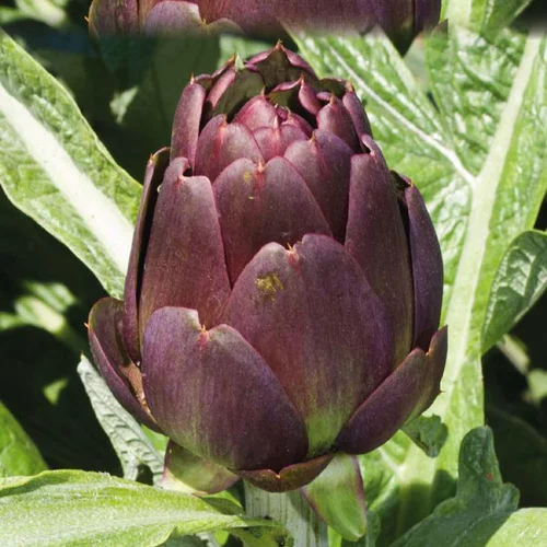 Mieux au jardin:Artichaut Violet Amethyst Bio. Le pot de 1 litre