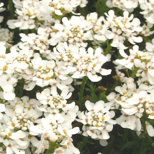 Côté extérieur：Ibéris snowflake blanche en pot de 2 L