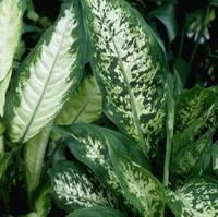 Confort nature：Dieffenbachia Tropic Snow pot Ø19xH75 cm