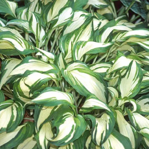 Jardin chez vous：Hosta Undulata - Le pot de 9 x 9 cm