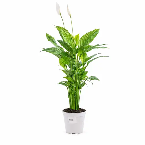 Un atout pour le jardin：Spathiphyllum Sweet Benito pot Ø14 cm/ H55 cm