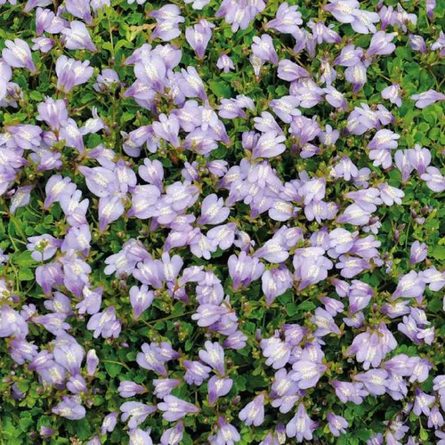 Idéal pour votre jardin：Mazus rampant godet 9x9 cm
