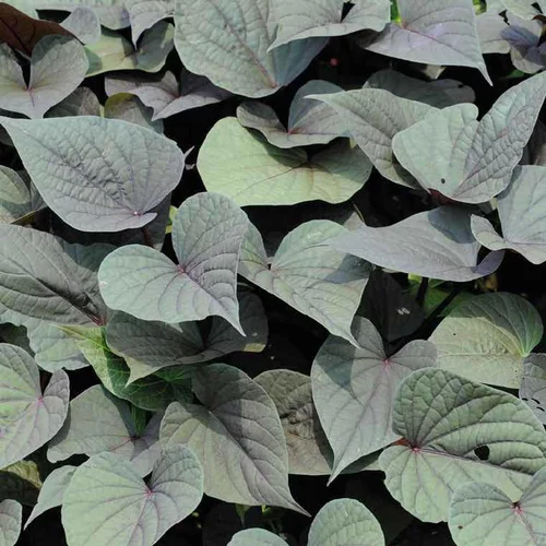 Sélection pour votre jardin：Ipomée à feuillage pourpre - Le pot de 9 x 9 cm