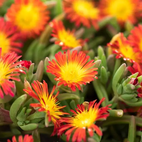 Déco jardin：Pourpier WOW FIRE WONDER - Le pot de 2 litres