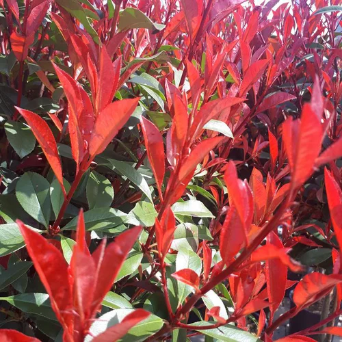 Facile au jardin：Photinia Fraseri carré rouge. Le pot de 15 litres, 80/100 cm