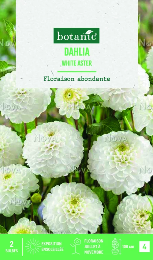 Sélection pour le jardin：Bulbes de fleurs Dahlia Pompon White aster botanic® - 2 bulbes