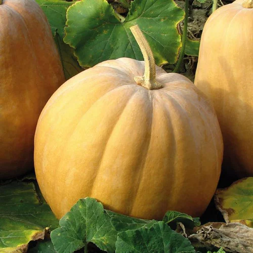 Sélection pratique：Mini Courge Muscade De Provence Carat Bio. Le pot de 9x9 cm