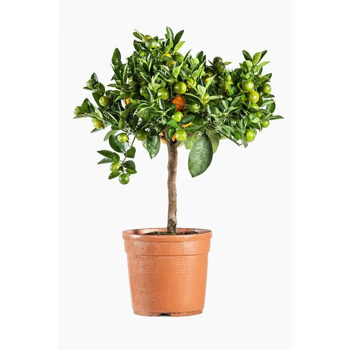Espace vert confort：Calamondin. Le pot de 5 litres