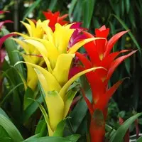 Malin pour le jardin:Guzmania. Le pot de Ø 12 x H 40 cm