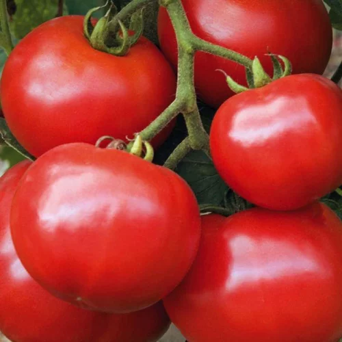 Bien pensé pour le jardin：Tomate Ronde Estiva bio. Le pot de 9 x 9 cm