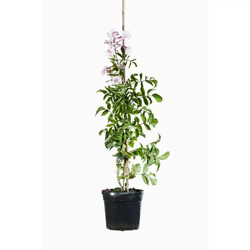 Jardin & pratique:Podranea ricasoliana contessa sara coloris vert. Le pot de 3 litres