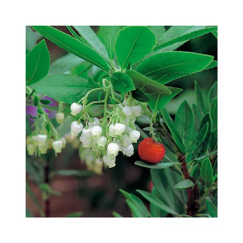 Facile jardin:Arbousier (Arbutus Unedo). Le pot de 7 litres