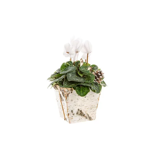Une touche pratique à l’extérieur：Cyclamen Pot Bouleau Carre