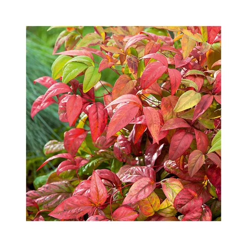 Pour tous jardins：Nandina Domestica Fire Power rouge en pot de 5 L