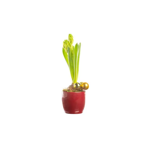 À adopter au jardin：Jacinthe X1 Pot Ceramique rouge