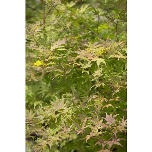 Esprit jardin：Erable du Japon (ACER PALMATUM RETICULATUM RED ) Le pot de 3 litres