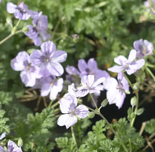 Jardin & déco:Erodium ‘Spanish Eyes’ - Le pot de 2 litres