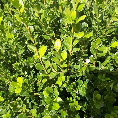 Esprit jardin：Buxus Microphylla Faulkner ou Buis boule 25/30 cm en pot 10 L