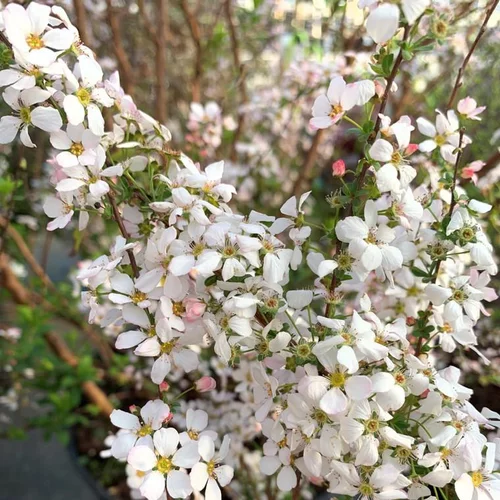 Nature extérieur:Spirée Thunbergii Fujino Pink 80/100. Le pot de 10 litres