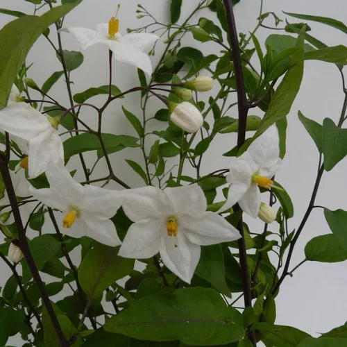 Qualité au jardin:Solanum Jasminoides blanc. Le pot de 5 litres