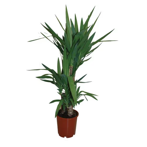 Pour vos envies d’extérieur：Yucca. Le pot de 11 cm