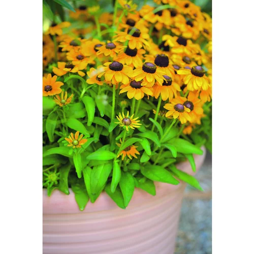 Extérieur équipement：Rudbeckia annuel - Le pot de 2,5 litres