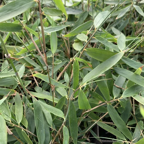 Votre allié à l’extérieur:Bambou Fargesia Robusta Pingwu vert. Le pot de 10 litres, 100/120 cm