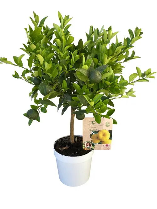 Extérieur tendance:Citronnier Lime Pursha 1/4 tige coloris jaune - 5 L