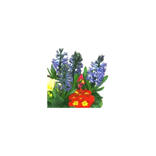 Pour mieux organiser votre jardin:Composition jacinthes et primevères - Bûche décorative