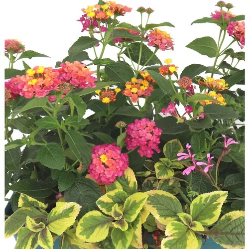 Tendance jardin：Thème Cinque Terre - Le pot de 12 cm