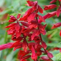 Malin au jardin:Sauge Coccinea - Le pot de 2,5 litres