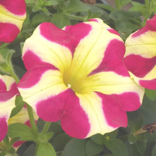 À découvrir au jardin：Pétunia Amore - Le pot de 4,5 litres