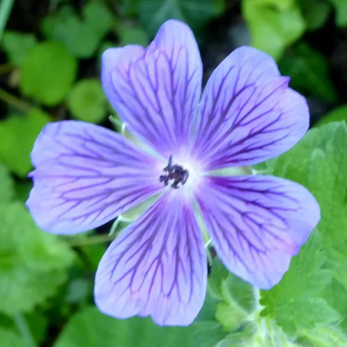 Univers extérieur:Geranium 'Rozanne'® - Le pot de 1,5 litres
