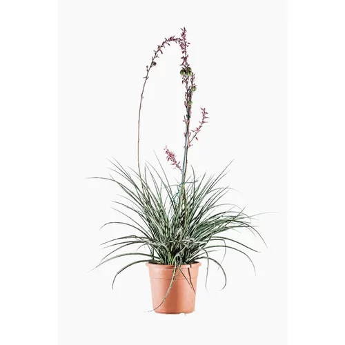 Pour plus de praticité à l’extérieur:Hesperaloe Parviflora (faux yucca) en pot de 5 L vert
