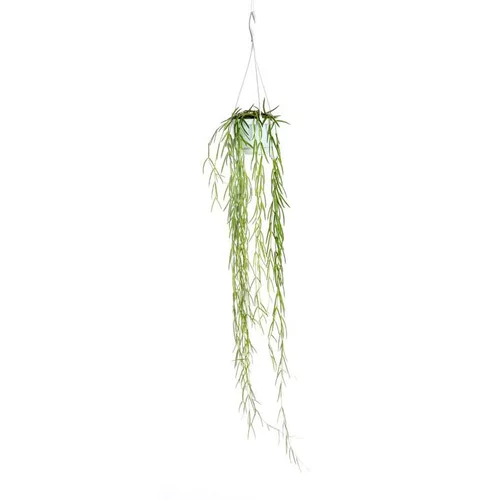 Pour donner du style au jardin：Hoya Linearis suspension Ø14xH50 cm