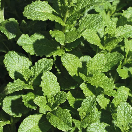 Jardin & déco:Menthe Verte Bio. Le pot de 2,5 litres