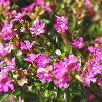 Vie extérieure:Cuphea Hyssopifolia - Le pot de 1 litre