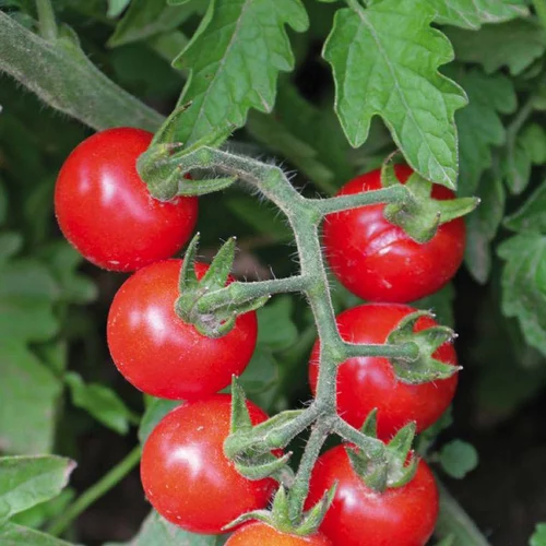 Côté végétal:Tomate Cerise ronde Plumbrella bio. Le pot recyclé de 2.5 litres