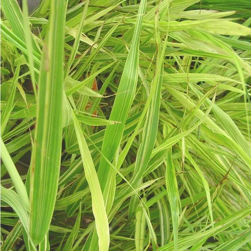 Jardin & loisirs：Hakonechloa Mince vert botanic®. Le pot de 1 litre