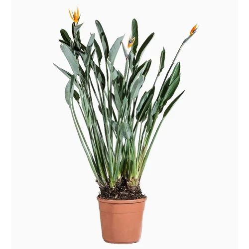 Pour les espaces verts：Strelitzia Reginae (Oiseau de paradis) en pot de 15 L orange