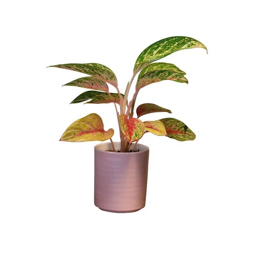 Choix pour le jardin：Aglaonéma mix en pot Ø 12 cm