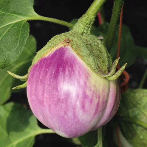 Univers extérieur：Aubergine Rosa Bianca Bio. Le pot de 9x9 cm
