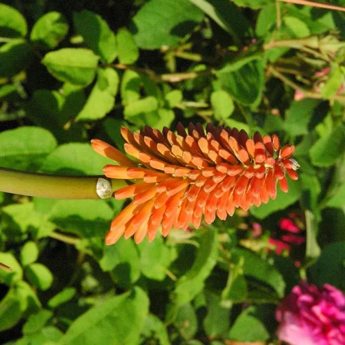 Idéal pour vos extérieurs:Kniphofia ou Tritoma Varié à fleurs oranges - Le pot de 3 litres