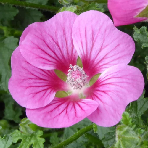 Jardin quotidien：Anisodontea. Le pot de 10,5 cm