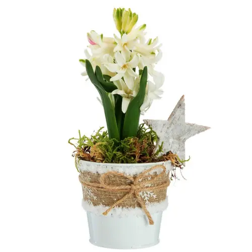 À adopter pour l’extérieur：Jacinthe x 1 pot zinc blanc textile - Ø 8 cm