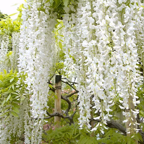 2 x Glycine Japonaise 'Shiro – noda', Wisteria floribunda 'Shiro, 50, 60 cm pot