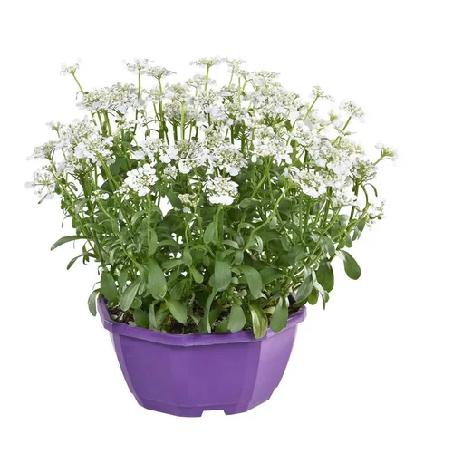 Accessoire jardin：Iberis Sempervirens - La coupe de 25 cm
