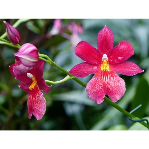 Le choix pour l’extérieur：Orchidée Cambria nelly isler